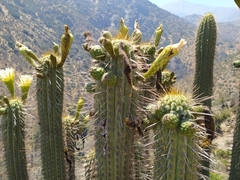 Trichocereus chiloensis