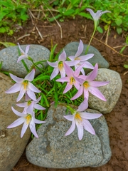 Zephyranthes carinata