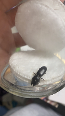 Scarites subterraneus