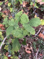 Rubus