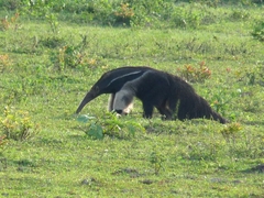 Myrmecophaga tridactyla