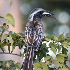Lophoceros nasutus