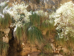 Cortaderia hieronymi
