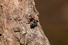 Austracantha minax