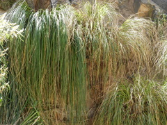 Cortaderia hieronymi