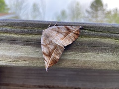 Eutrapela clemataria