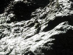 Cinclodes albiventris