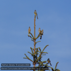 Ptiliogonys cinereus