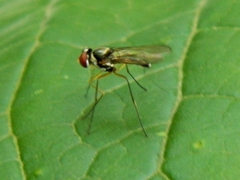 Tanypezidae