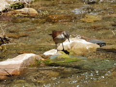 Cinclodes albiventris