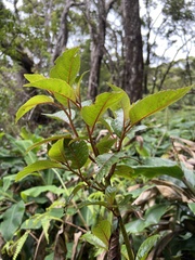 Perrottetia sandwicensis