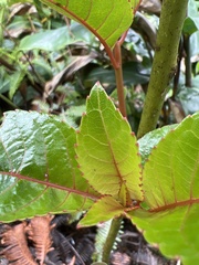 Perrottetia sandwicensis