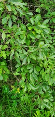 Ilex mucronata