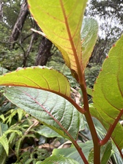 Perrottetia sandwicensis