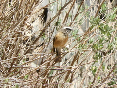 Ochthoeca oenanthoides