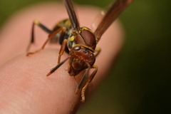 Polistes versicolor