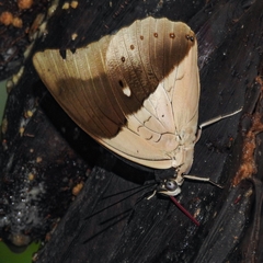 Archaeoprepona amphimachus