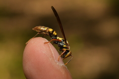 Polistes versicolor