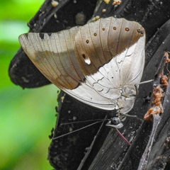 Archaeoprepona amphimachus