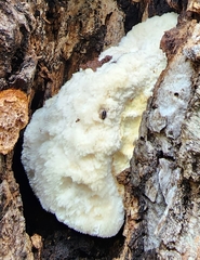 Hericium erinaceus