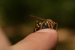 Polistes versicolor