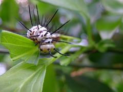 Heliconius charithonia