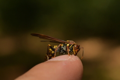 Polistes versicolor