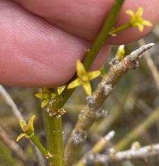 Anthobolus leptomeroides