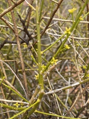 Anthobolus leptomeroides