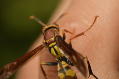 Polistes versicolor