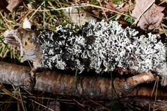 Parmelioideae