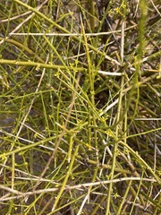 Anthobolus leptomeroides