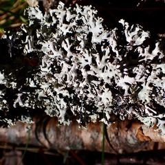 Parmelioideae