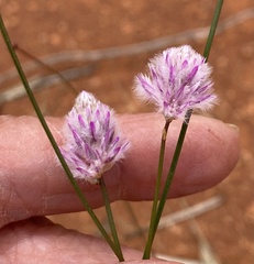 Ptilotus schwartzii