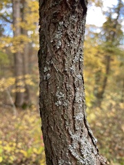 Cercis canadensis