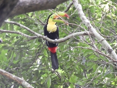 Ramphastos sulfuratus
