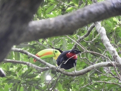 Ramphastos sulfuratus