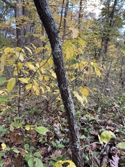 Cercis canadensis