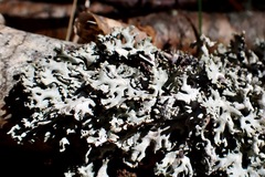 Parmelioideae