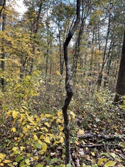 Cercis canadensis