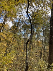 Cercis canadensis
