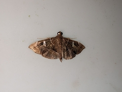 Lamprosema