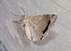 Digrammia continuata