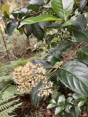 Viburnum odoratissimum