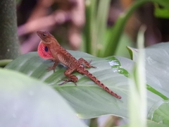 Anolis