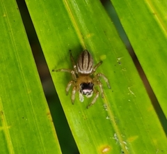Maratus scutulatus