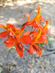 Alstroemeria ligtu simsii