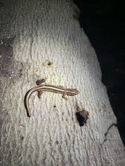 Eurycea guttolineata