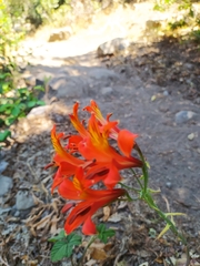 Alstroemeria ligtu simsii