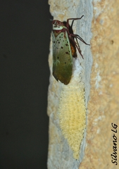 Copidocephala guttata